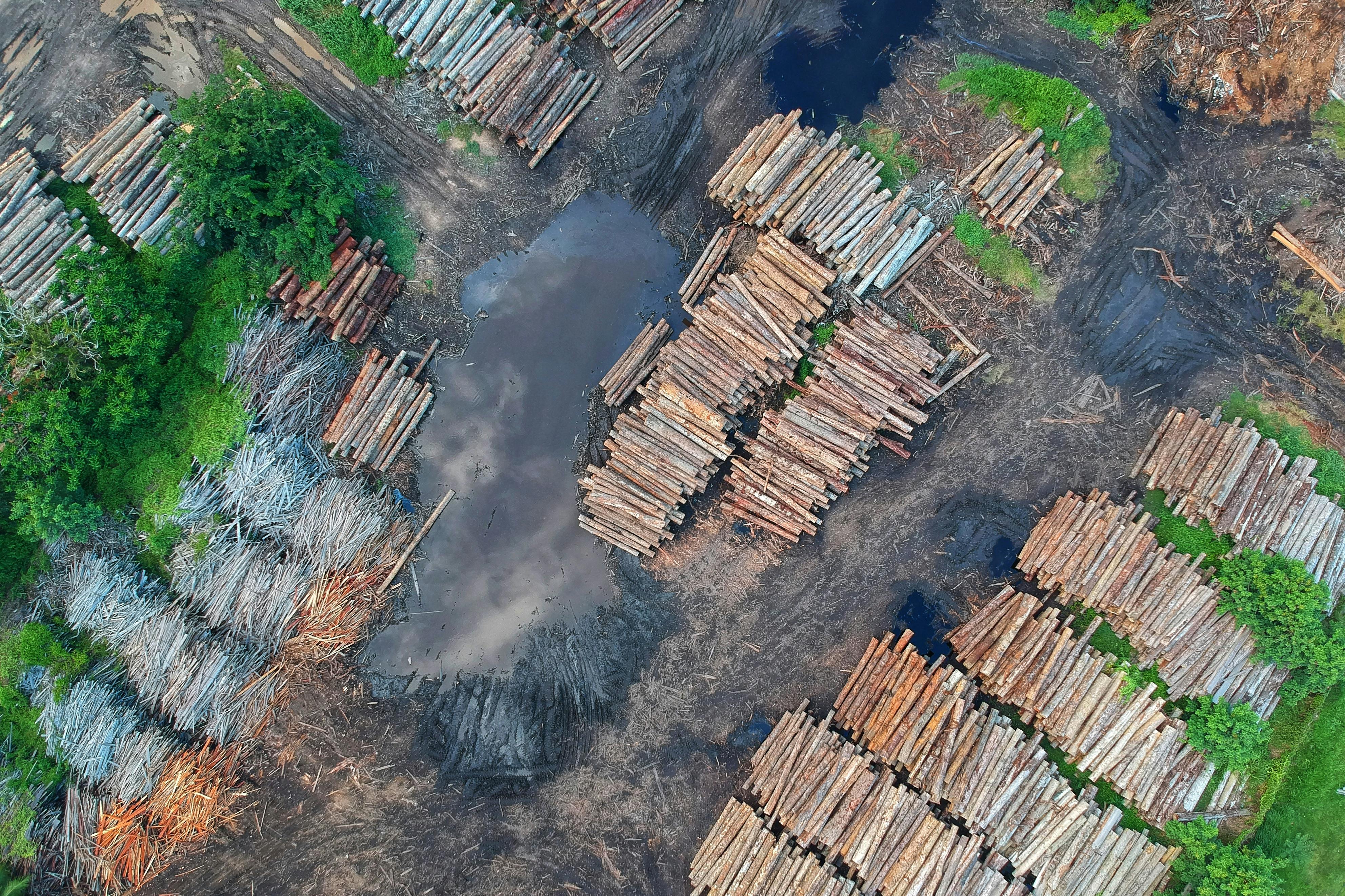Plantation de poivre